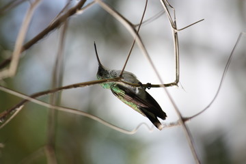 Colibri perché, Guyane française