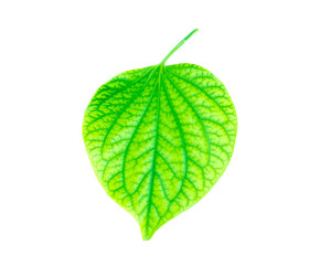 Green leaf on white background, Tropical leaf
