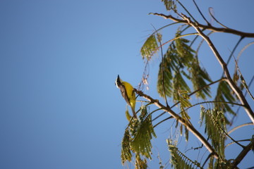 Oiseau Kikiwi (Tyran Kikiwi ou Quiquivi), Guyane française