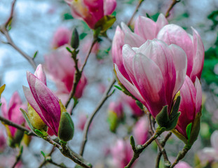 Bright Pink and White Blooms on a Japanese Magnolia Tulip Tree Against a Pale Blue Background