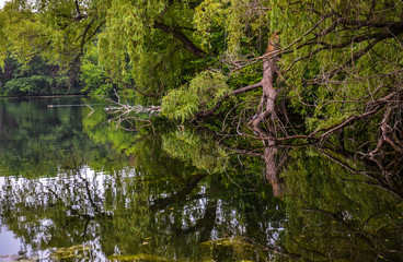 Landscape of Trees and Greenery  Reflected in a Lake