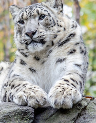 Closeup of the Head, Chest, and Paws on a Sitting Snow Leopard