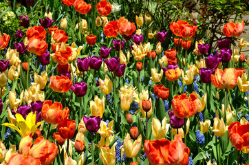 Vivid Red, Yellow and Orange Petals on a Field of Tulips