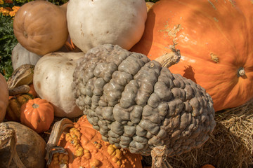 Pumpkins, gourds, and everything Fall