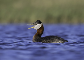 Red-necked Grebe