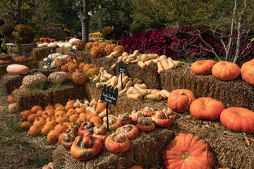 Pumpkins, gourds, and everything Fall
