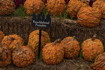 Pumpkins, gourds, and everything Fall