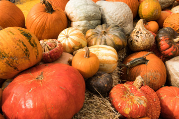 Pumpkins, gourds, and everything Fall