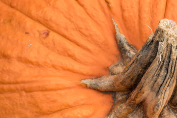 Pumpkins, gourds, and everything Fall