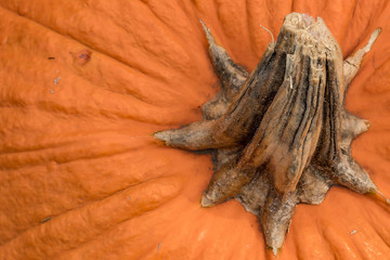 Pumpkins, gourds, and everything Fall