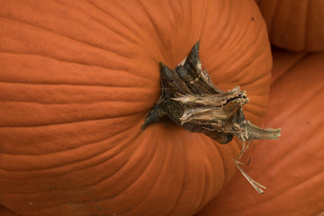 Pumpkins, gourds, and everything Fall