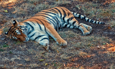 Fototapeta na wymiar Sleeping Tiger