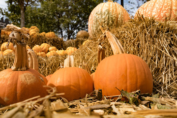 Pumpkins, gourds, and everything Fall