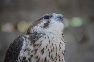 Hawk look up