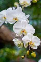 Naklejka na ściany i meble White Orchid Group