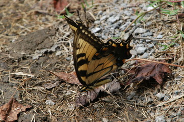 Monarch butterfly resting