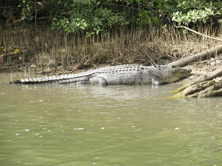 A Crocodile on the Edge of the Water in Cairns, Queensland, Australia
