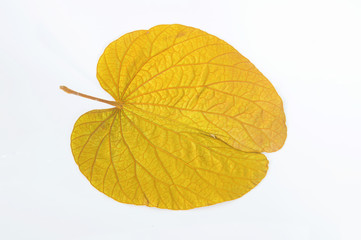Golden leaves of heart-shaped butterfly plant (BAUHINIA AUREIFOLIA)