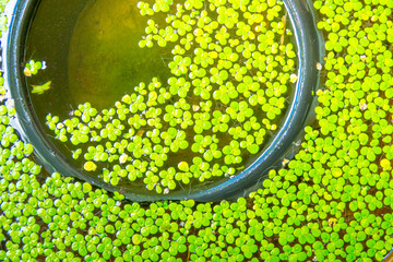 Green leaf plant on water in small bunket
