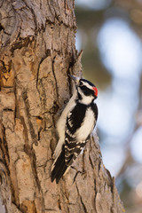 Male Downy Woodpecker With Tree Bark. His beautiful red, white and black plumage was photographed in natural light with a shallow depth of field. 