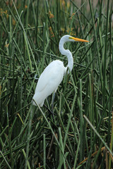 Great Egret in Reeds