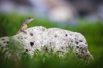 lizard