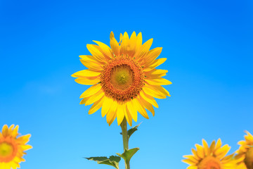 Sunflower under the blue sky.