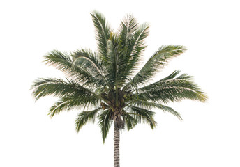 Fototapeta na wymiar Palm coconut the garden isolated on white background