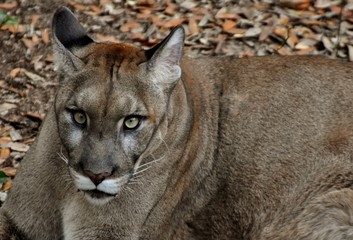 An endangered Florida Panther (Puma concolor coryi or Puma concolor couguar) in a Florida forest. Also called a cougar, puma, and mountain lion.