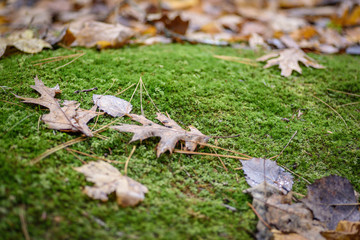 macro of mossy ground and leaves in forest