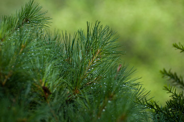 Pine Needles with Dew Drops