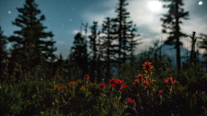 Indian paintbrush wildflowers and Mt. Hood by moonlight under night sky with stars 2