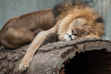 Lion Sleeping Close Up