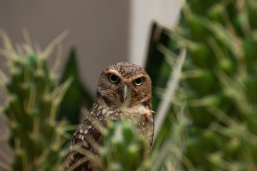 Owl Looking Through Cacti