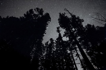Tall Douglas fir trees silhouette with stars