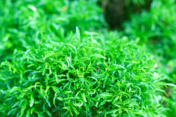 green tropical leaf texture and background, green leaves