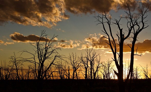 Skeleton Trees at Sunset - a forest of burned trees is silhouetted by the setting sun, near Mesa Verde, Colorado, U.S.A., with clouds in the background