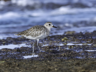 Grey Plover