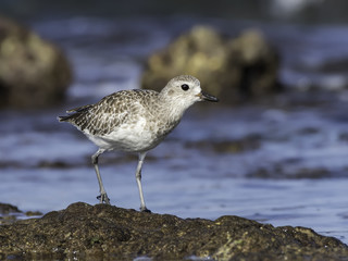 Grey Plover