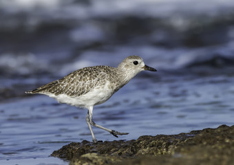 Grey Plover  Foraging on Sea Shore