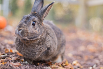 Gray and white domestic bunny rabbit in soft lighting and shallow depth of field in Autumn garden 