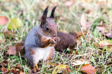 Naklejka na ściany i meble little red squirrel sitting on the ground with green grass and brown dry fall leaves