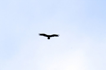 A bird flying high above
