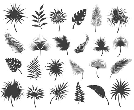 Palms leaves silhouettes isolated on white background. Tropical coconut and banana jungle palm leaf or frond silhouette set, vector illustration