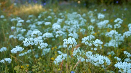 Fototapeta premium Brilliant white hyacinth flowers in the shade 1 Rowena Crest Columbia River Gorge Wildflower Meadow