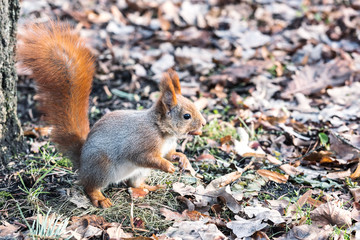 Naklejka na ściany i meble red squirrel with fluffy tail sitting in ground with dry fall leaves in autumn park