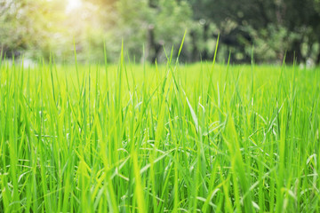Rice leaves with sunshine.