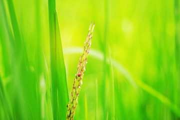 Rice paddy with leaves background.