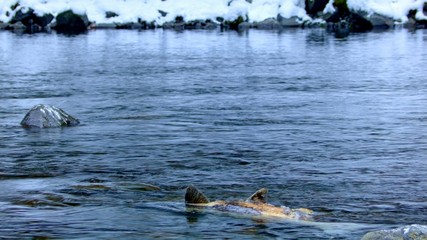 Fototapeta premium Dead salmon after spawning Columbia River Gorge Oregon Salmon Run 91