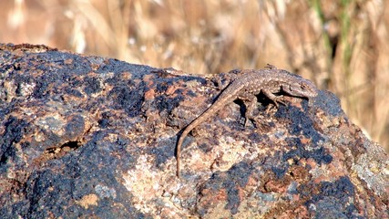 Desert lizard wildlife 2 Painted Hills Oregon 23